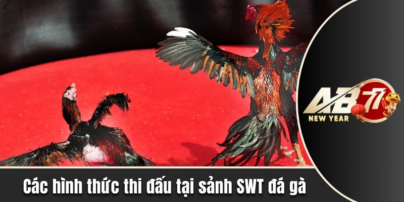 Các hình thức thi đấu gà chọi tại sảnh SWT