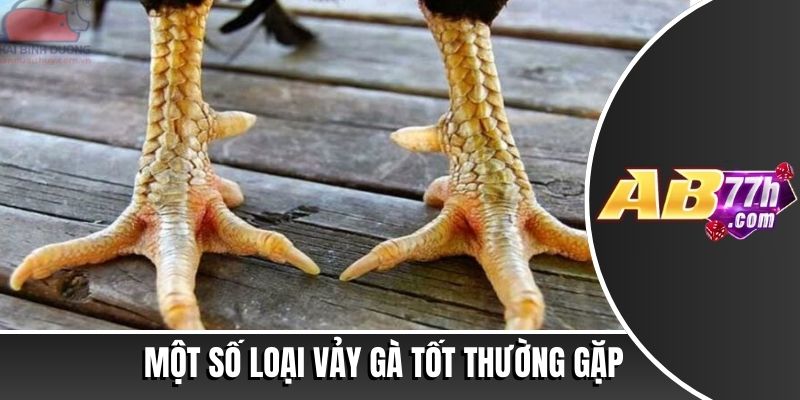 78 vảy gà tốt nên chọi