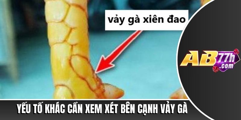 78 vảy gà tốt nên chọi