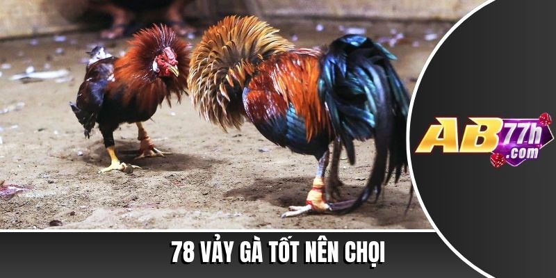 78 vảy gà tốt nên chọi