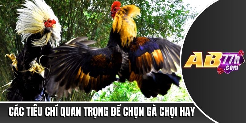 cách chọn gà chọi hay