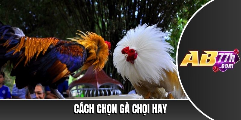 cách chọn gà chọi hay