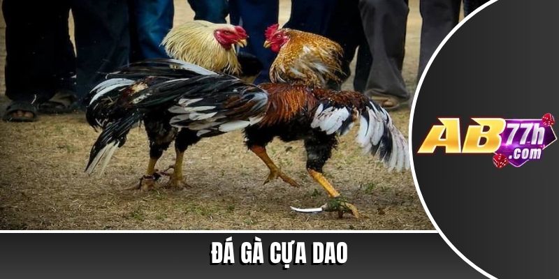 đá gà cựa dao