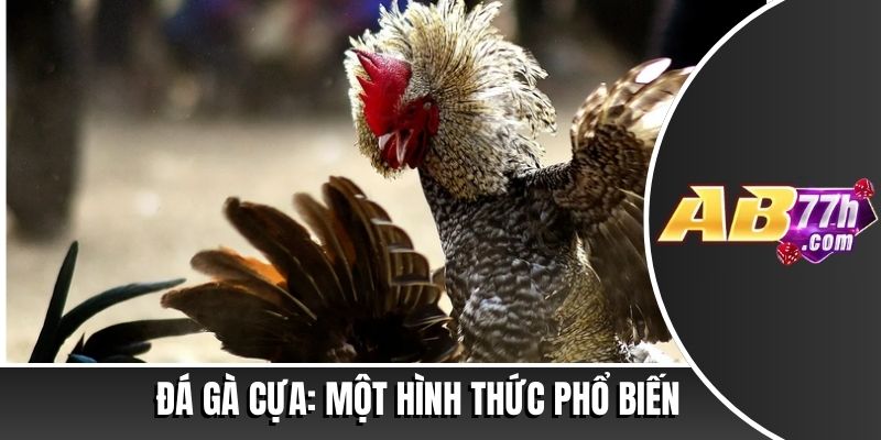 Đá Gà Là Gì? Định Nghĩa và Nguồn Gốc