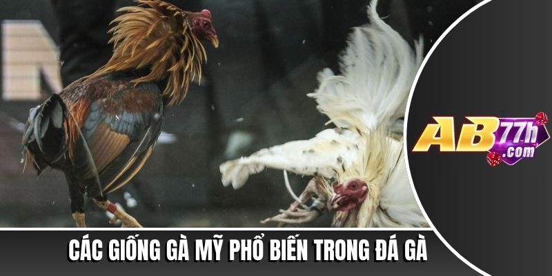 đá gà mỹ