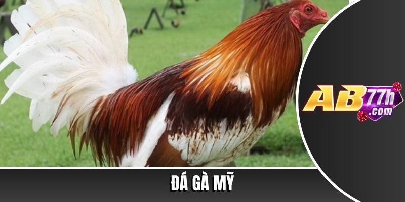 đá gà mỹ
