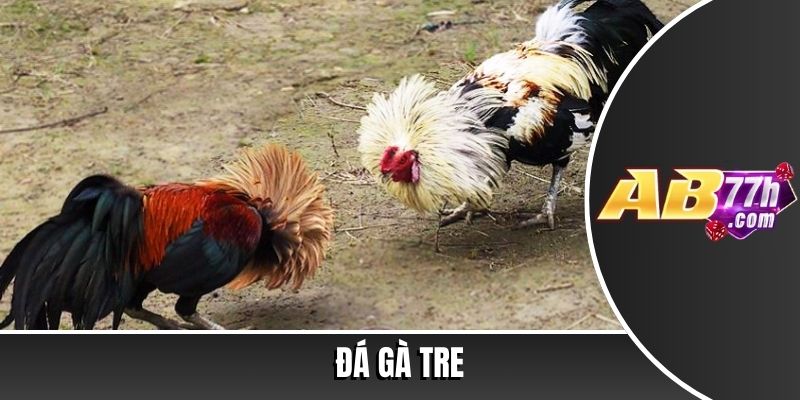 đá gà tre