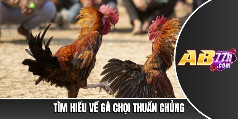 lễ hội chọi gà