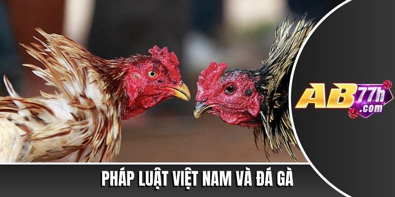 trận đá gà 24 tỷ