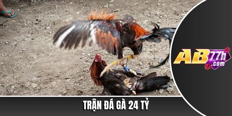 trận đá gà 24 tỷ