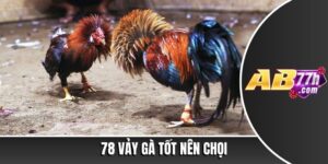 78 vảy gà tốt nên chọi