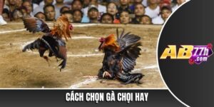 cách chọn gà chọi hay