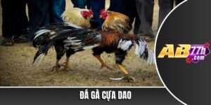 đá gà cựa dao