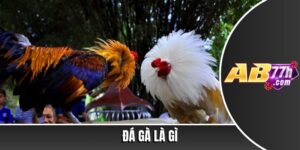 đá gà là gì