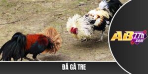 đá gà tre