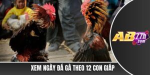 xem ngày đá gà theo 12 con giáp